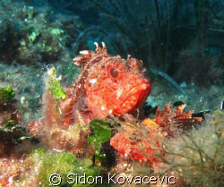 scorpio fish by Sidon Kovacevic 
